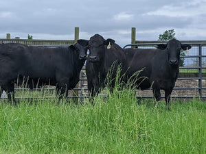 What Kind of Cows Do You Have?