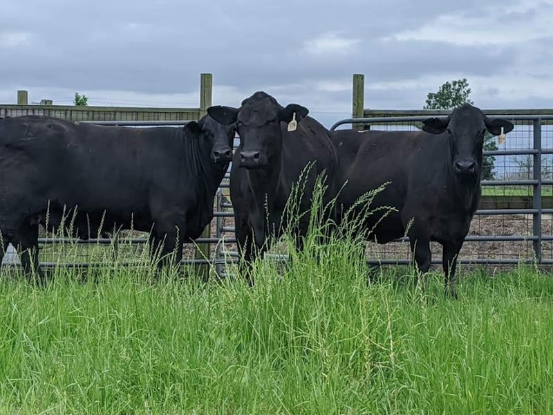 What Kind of Cows Do You Have?