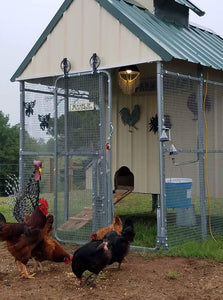 Thinking About Buying Chickens?
