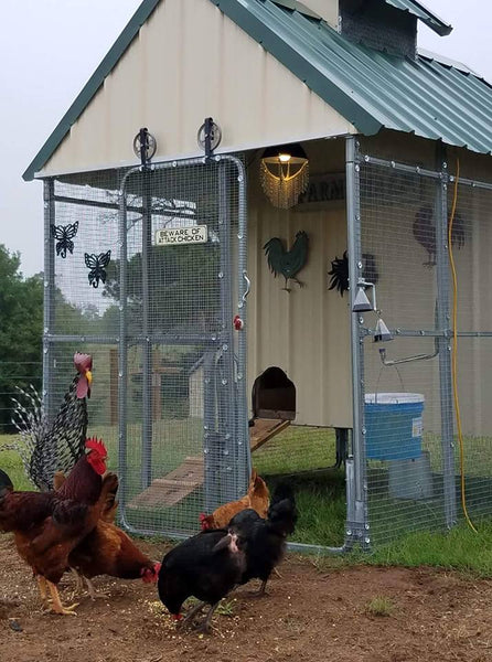 Thinking About Buying Chickens?