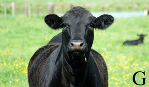 Why Grass-Fed Beef?