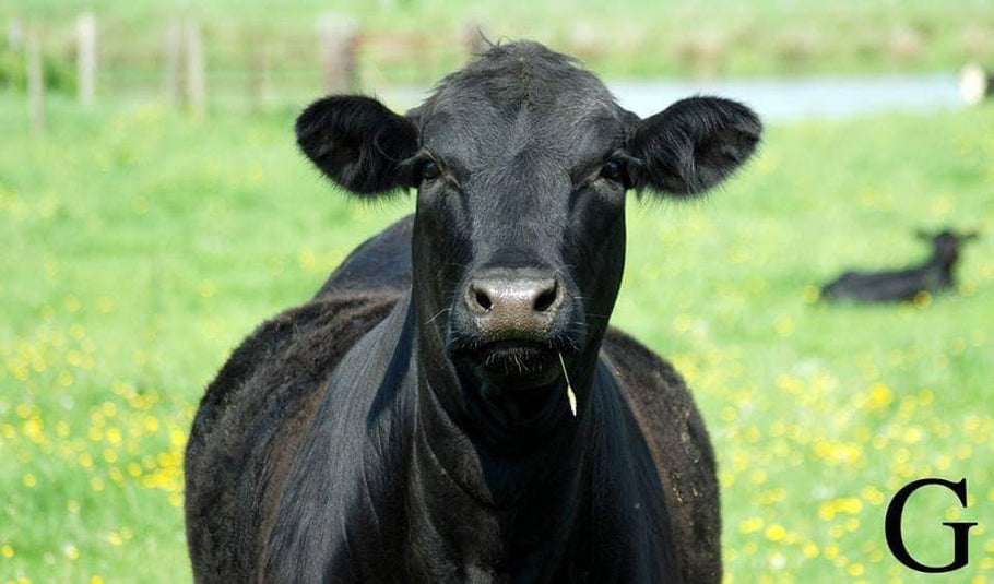 Why Grass-Fed Beef?