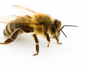 Why call in a professional for a bee removal?