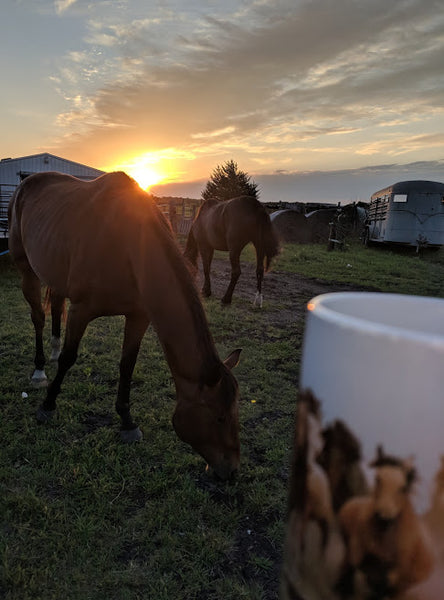 Emotional Strength and Your Horse