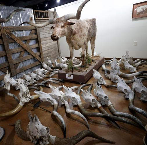 Preservation of the Texas Longhorn