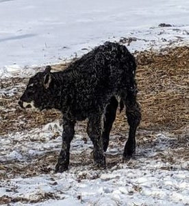 A newborn calf