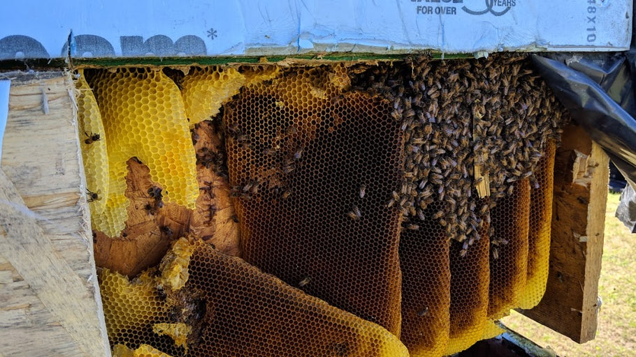 Swarm removal vs. bee cut out and removal