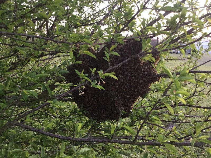 Bee Swarms and bee removals