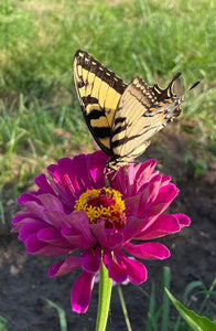 Zinnia flowers