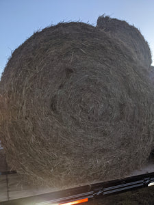 Fertilized coastal large round hay bales